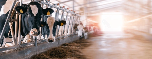 VLT GOLD – Best veterinary mineral mixture to improve milk production and animal health